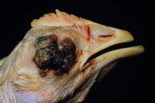 Hindi Hastalıkları Belirtileri ve Tedavisi