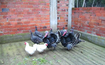 Dişi Hindi Türleri ve Özellikleri