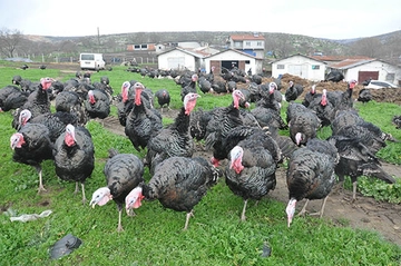 Hindi Yetiştiriciliği Nasıl Olur?